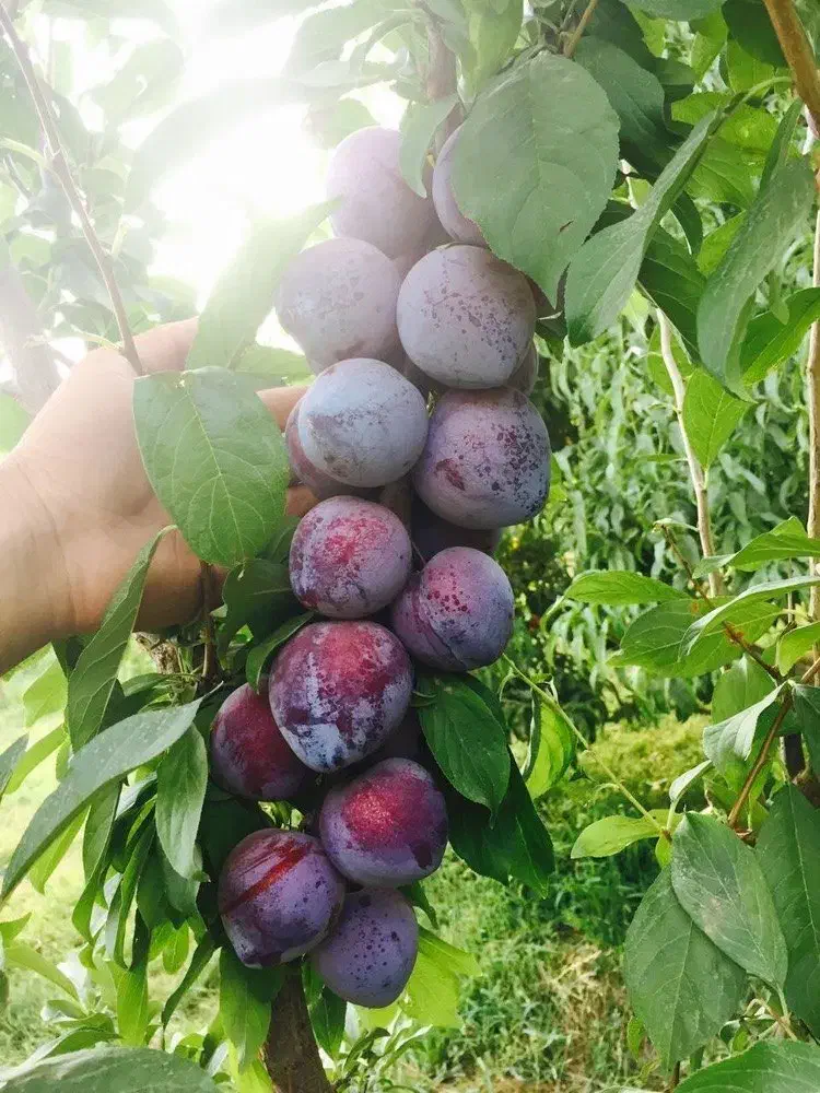 فروش نهال آلو کالیفرنیا یا پفکی|خدمات باغبانی و درختکاری|کنگاور, |دیوار