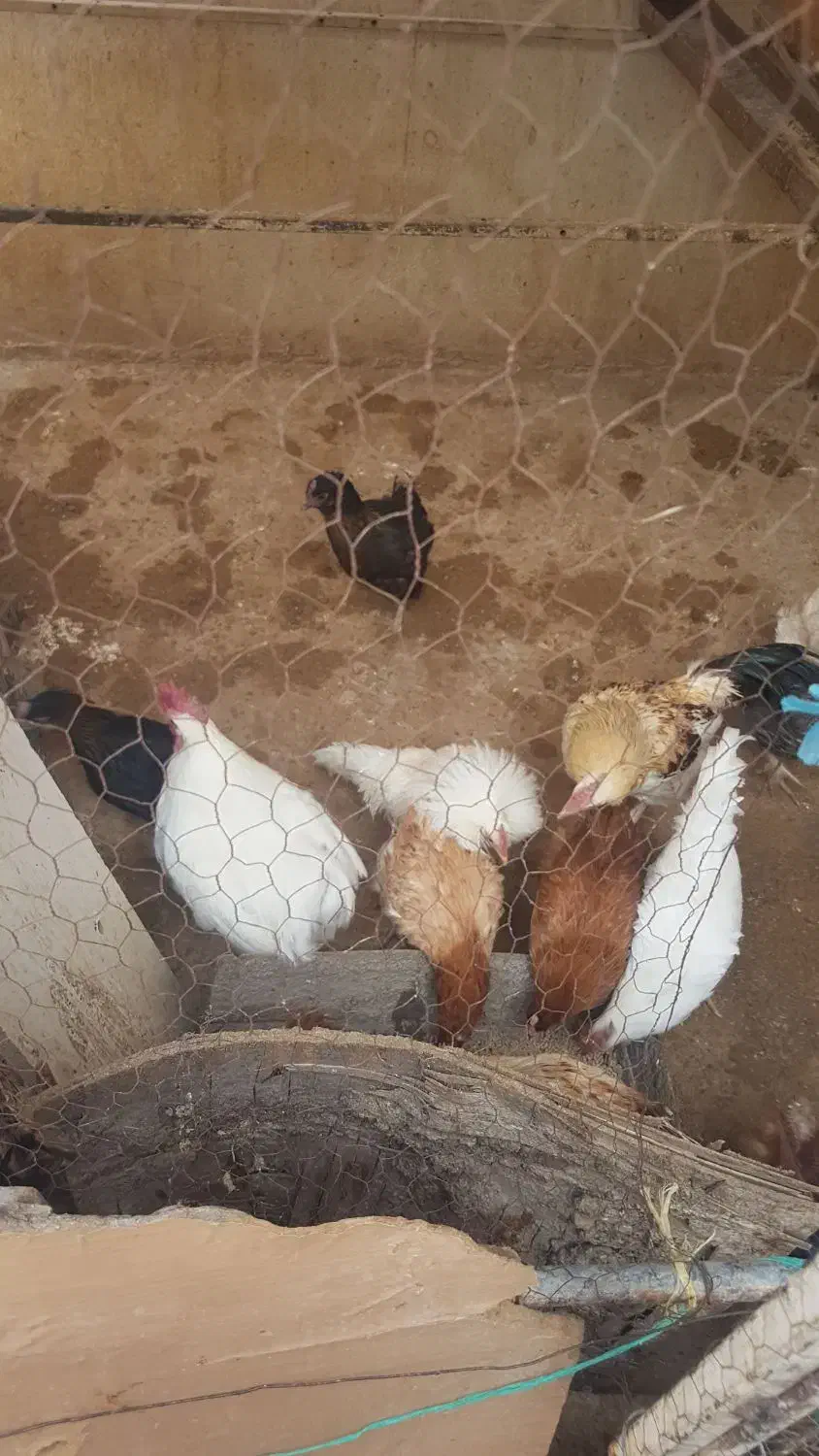 فروش تعدادی مرغ وخروس باهم|حیوانات مزرعه|رباطکریم, شترخوار|دیوار