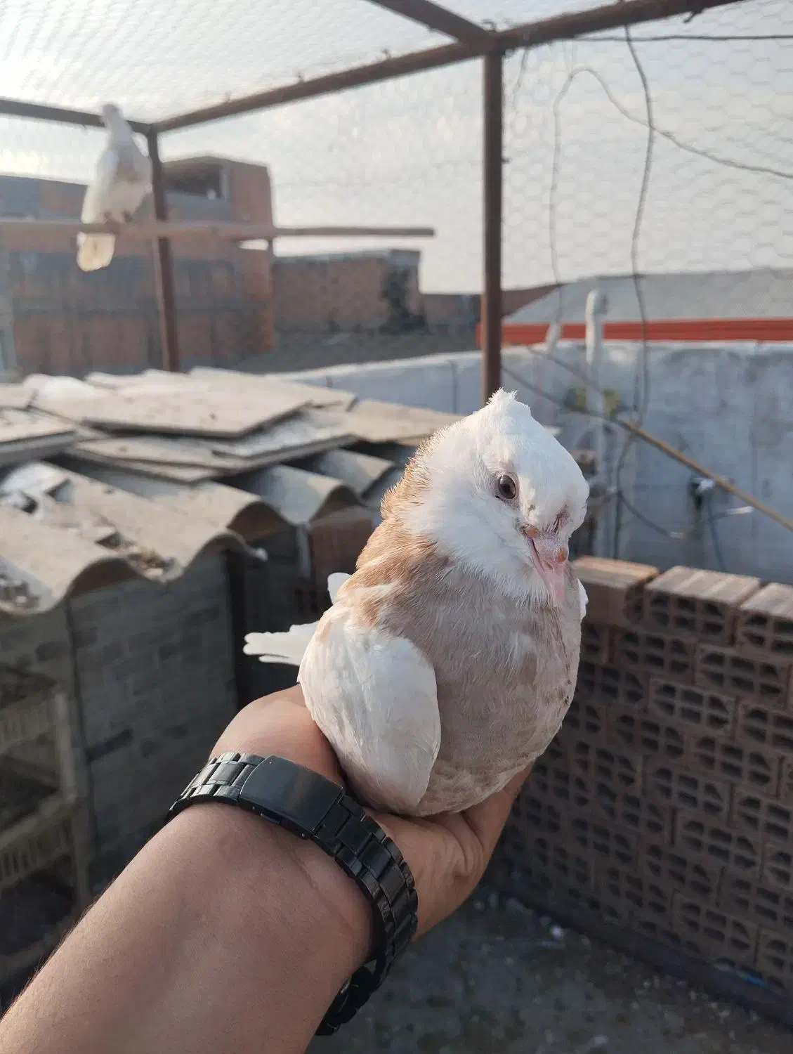 کبوتر طوقی|پرنده|دلند, |دیوار