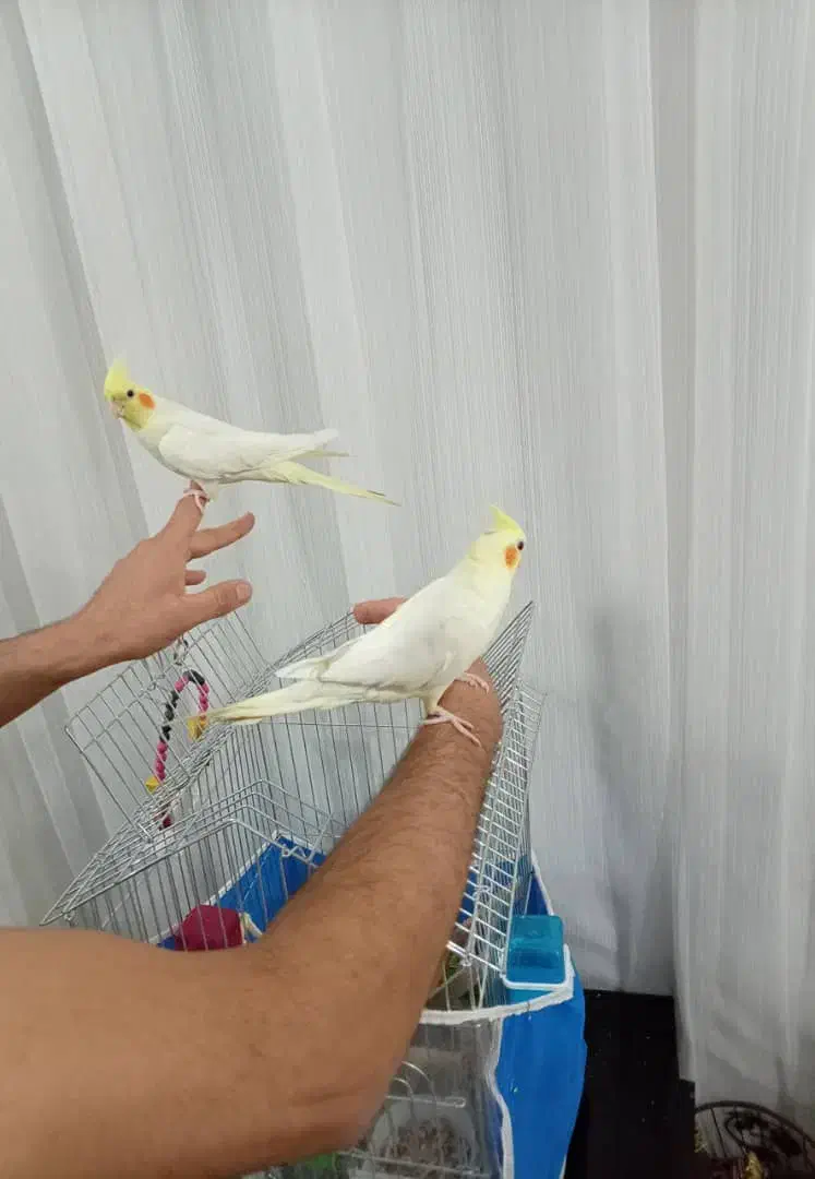 عروس هلندی|پرنده|مرودشت, ژیان|دیوار