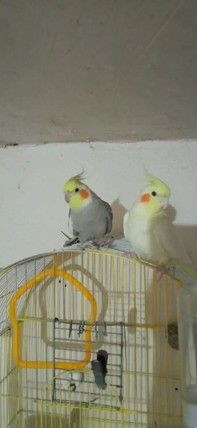 عروس هلندی جفت مولد|پرنده|دیواندره, |دیوار