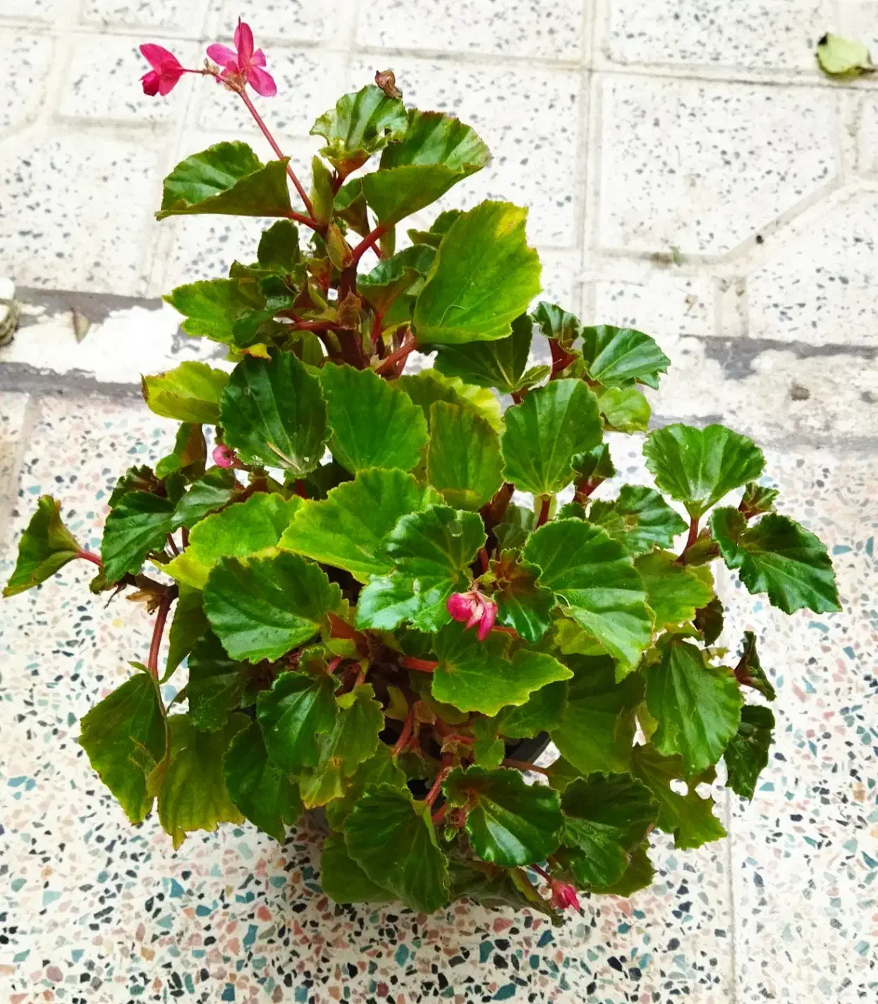 فروش ویژه یلدایی|گل و گیاه طبیعی|کرج, شهرک بهداری|دیوار