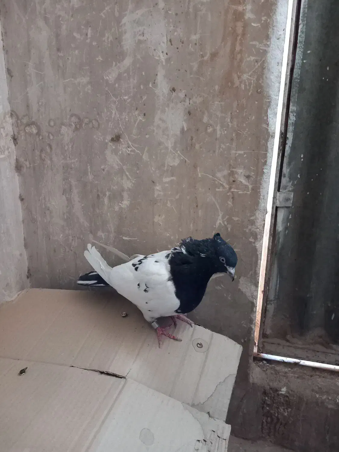 پرنده(کبوتر)|پرنده|کهک, |دیوار