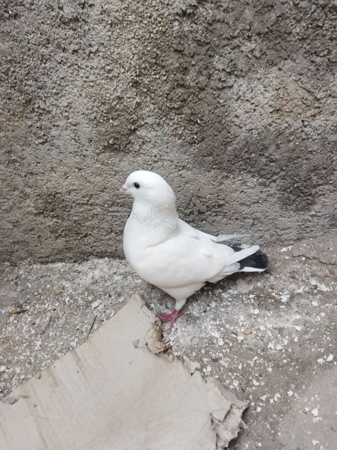 کبوترکینگ یامرغی.ومرغ عشق.لنده|پرنده|لنده, |دیوار