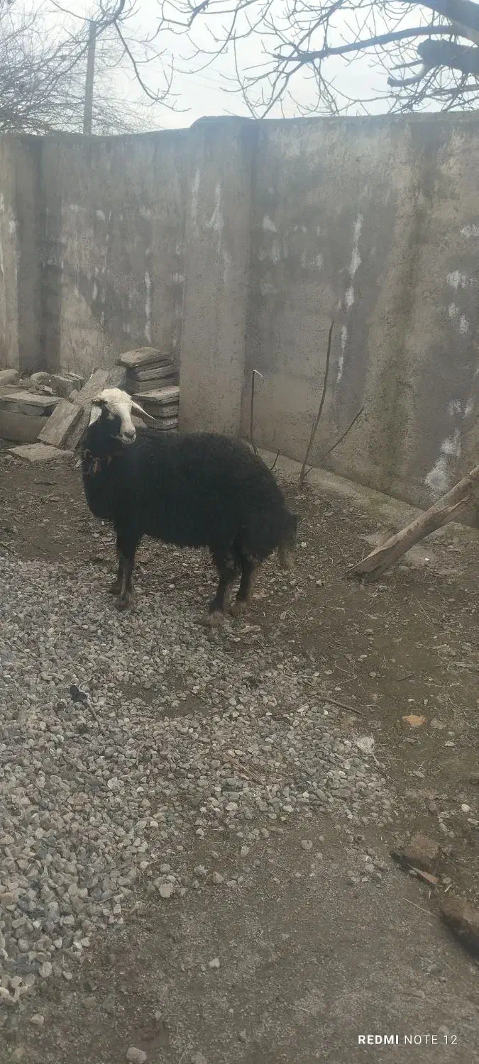 بره|حیوانات مزرعه|سیمین شهر, |دیوار