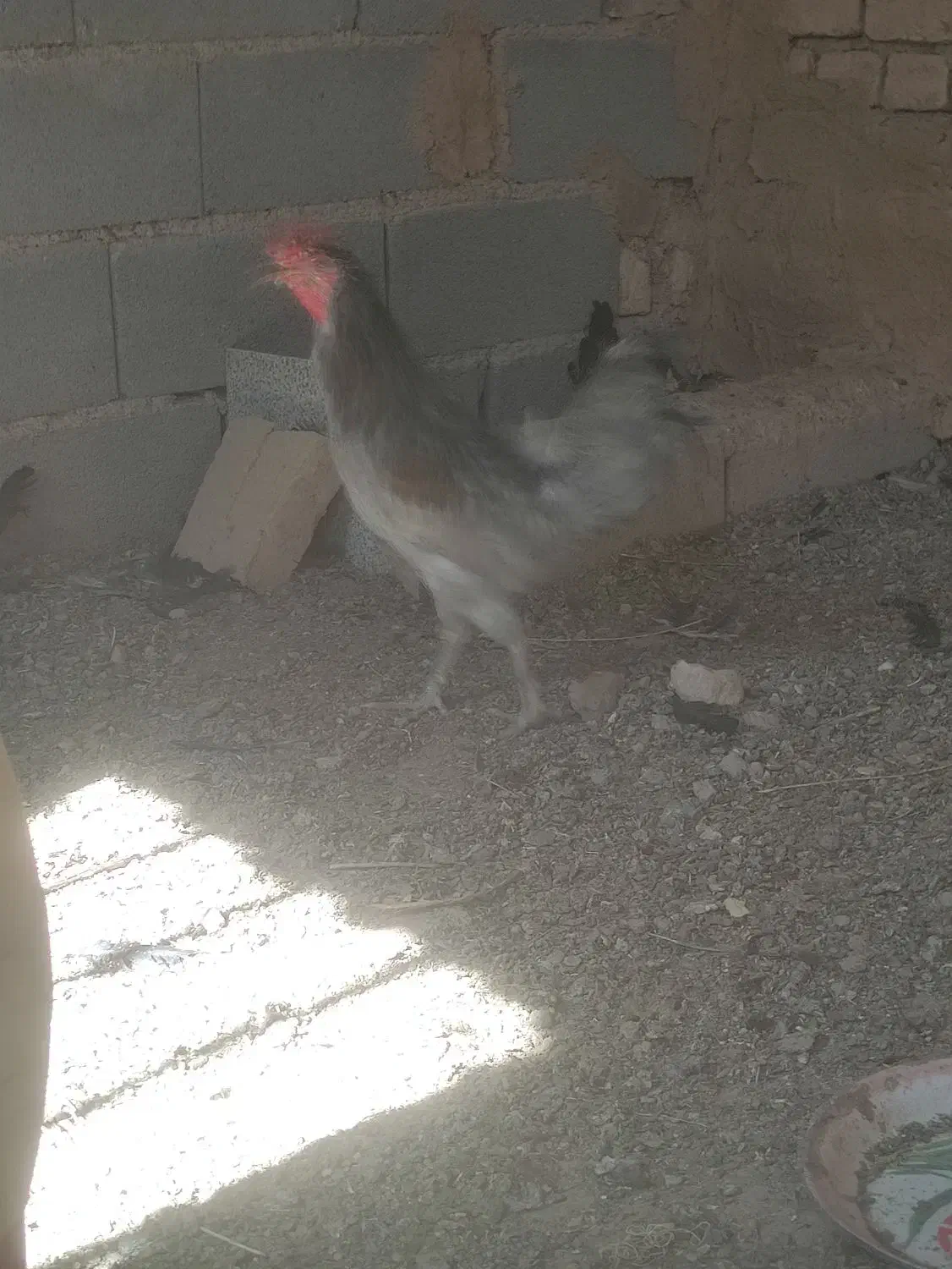 خروس گلین طوسی|حیوانات مزرعه|شهرضا, |دیوار