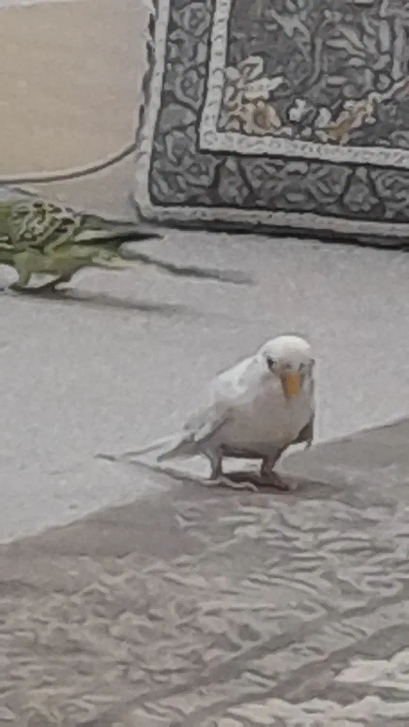 پرنده|پرنده|مریوان, |دیوار