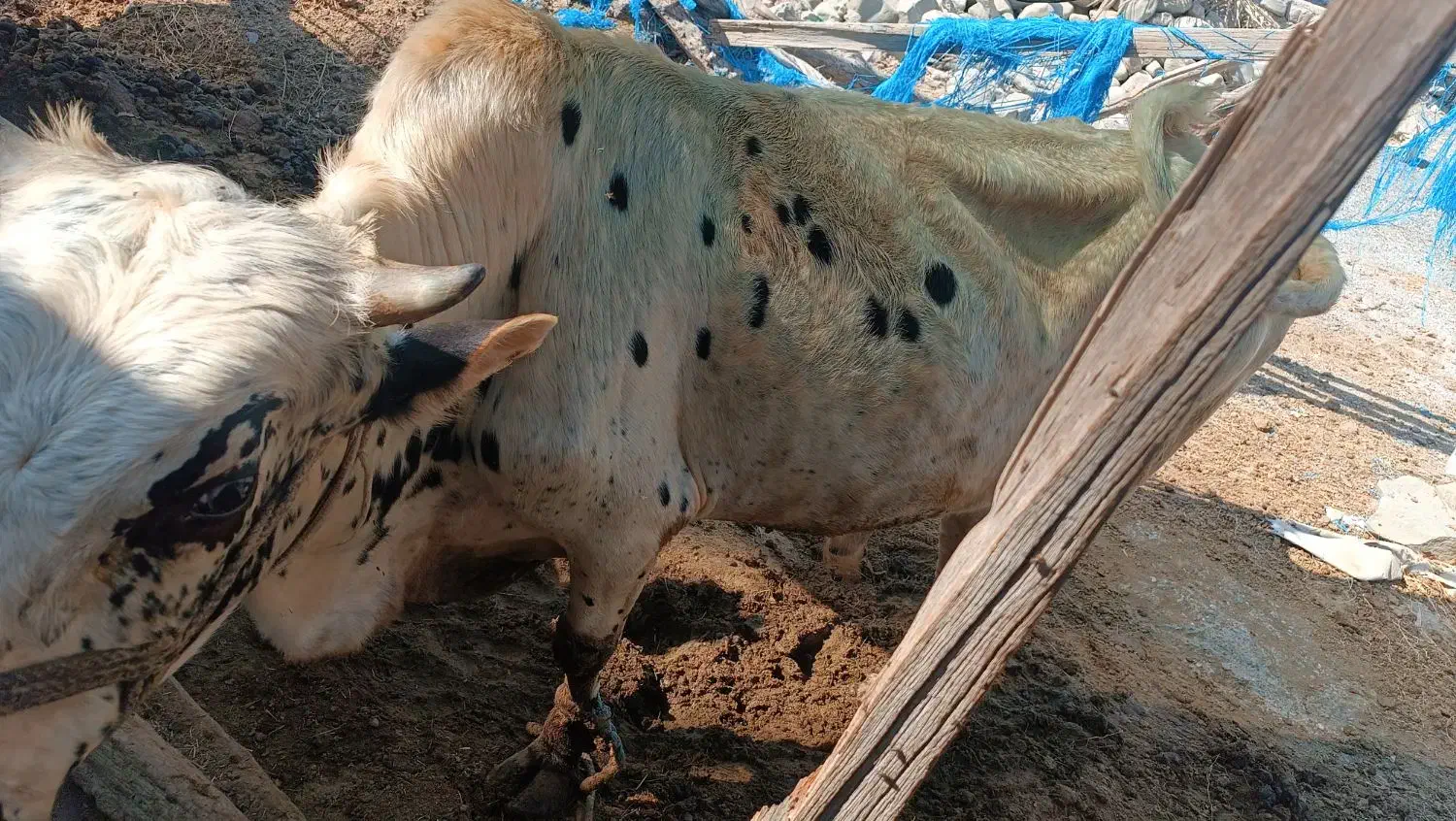 گاو|حیوانات مزرعه|بیکاه, |دیوار