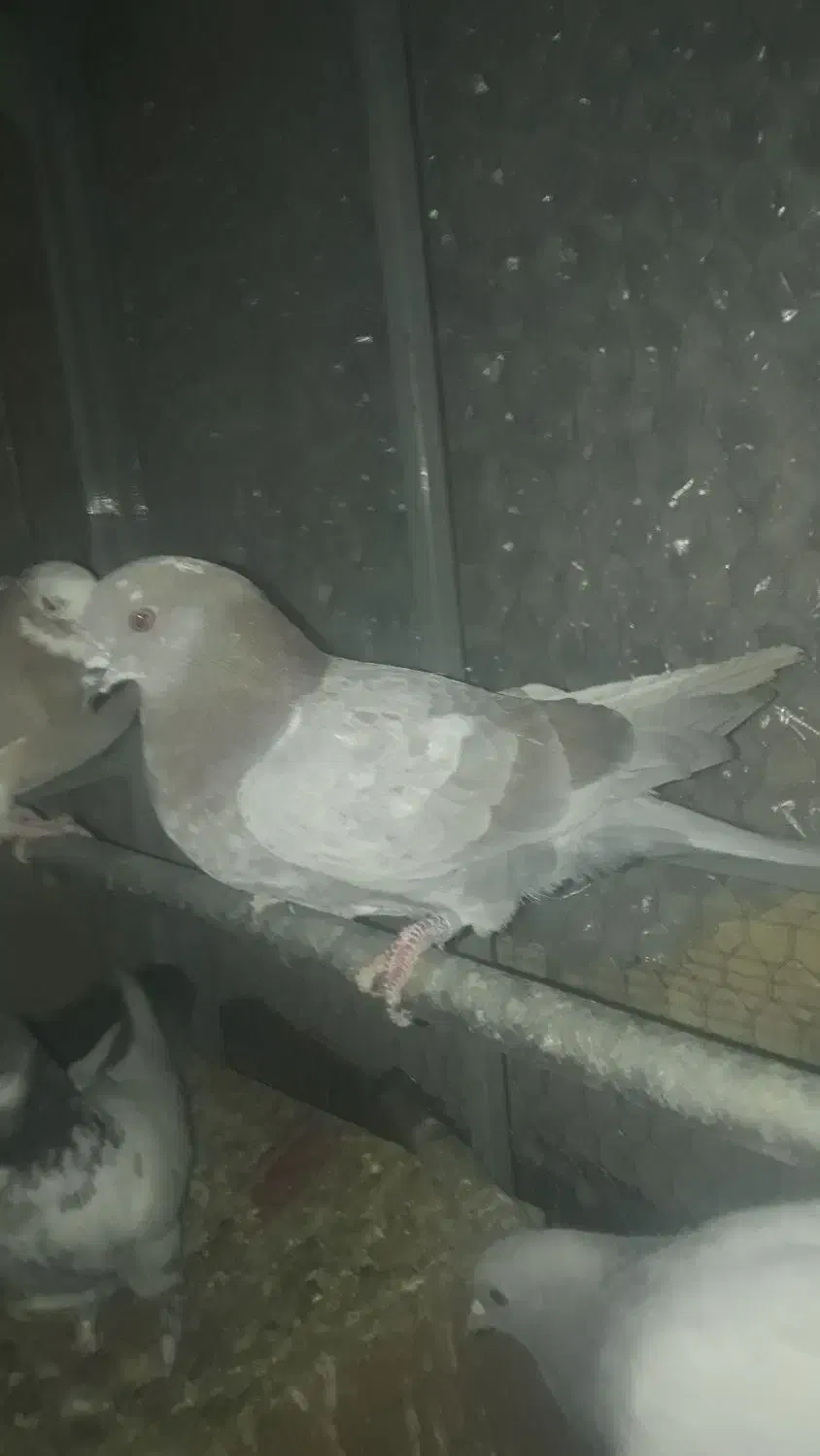 کبوتر فروشی دونه ای ۱۵۰|پرنده|قم, شهرک امام حسین|دیوار