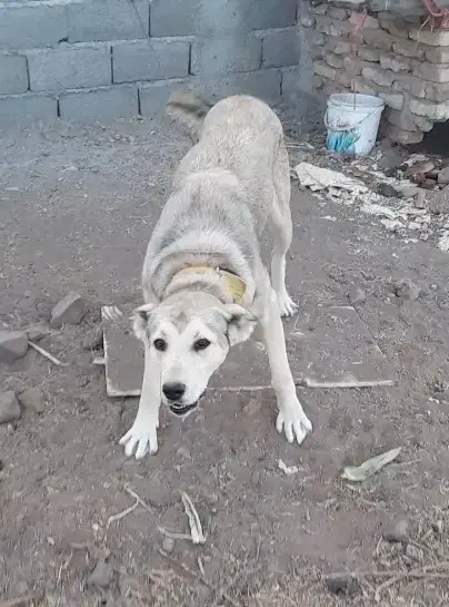 سگ سرابی ماده|سگ|اردبیل, |دیوار