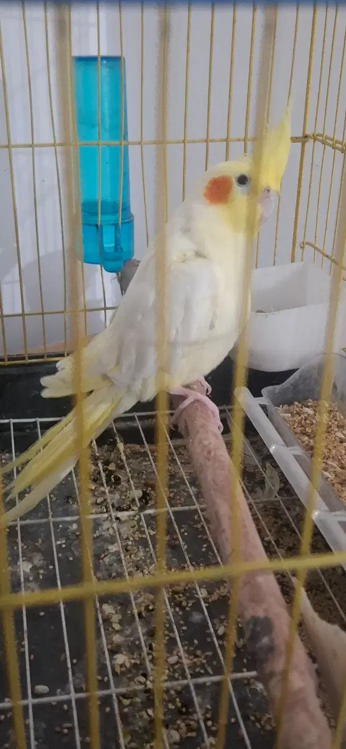 عروس هلندی|پرنده|بندرعباس, |دیوار