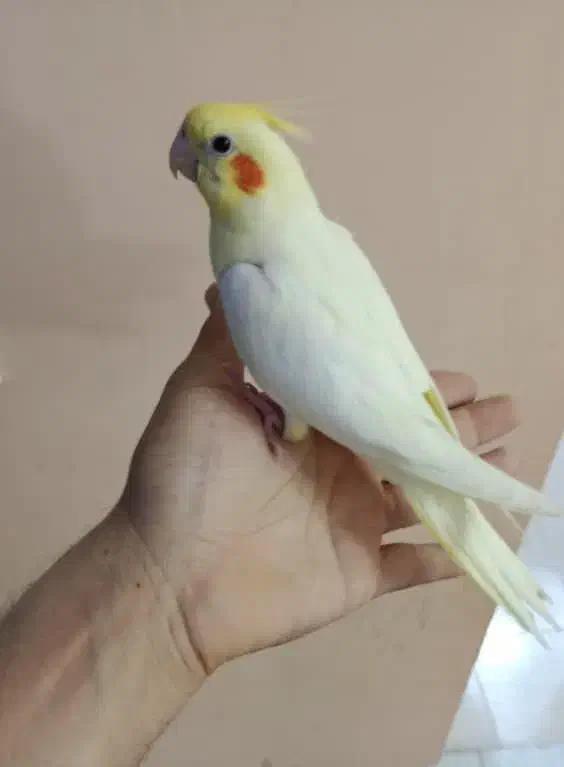 جوجه نرمه خور لوتینو|پرنده|شیراز, شهرک گلستان|دیوار