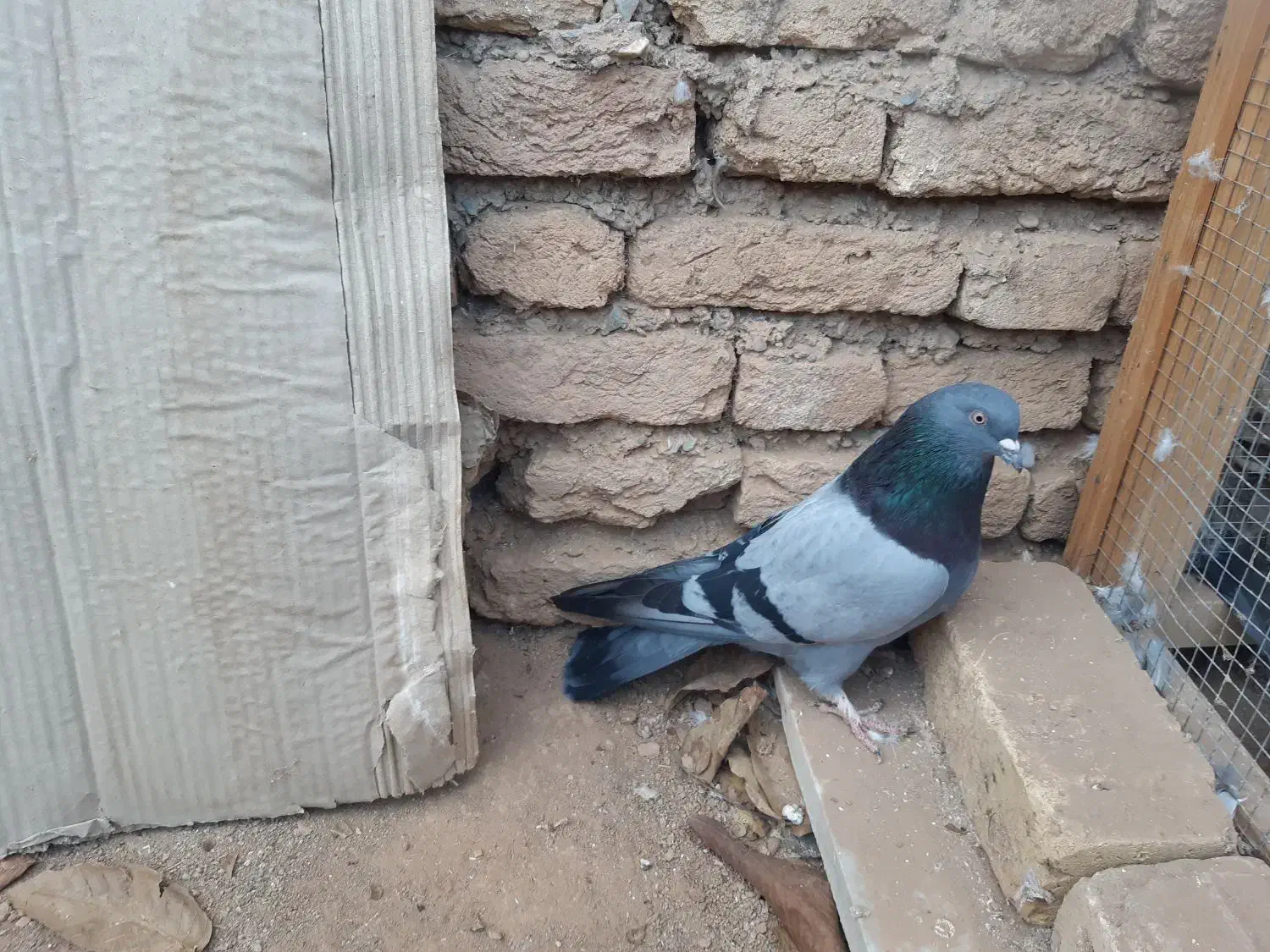 کبوترسبز|پرنده|شهرکرد, |دیوار