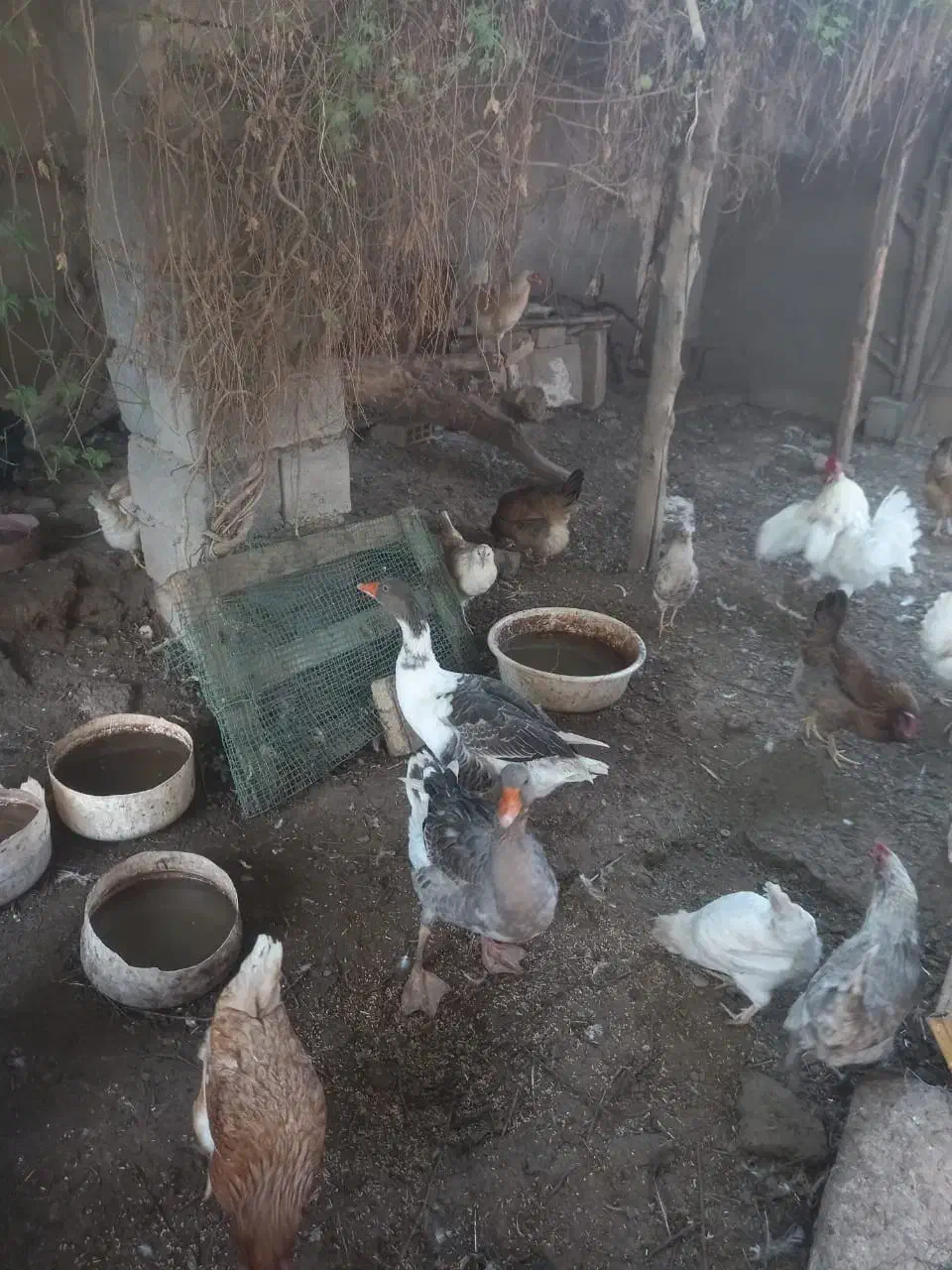 مرغ و غاز|حیوانات مزرعه|شوشتر, |دیوار