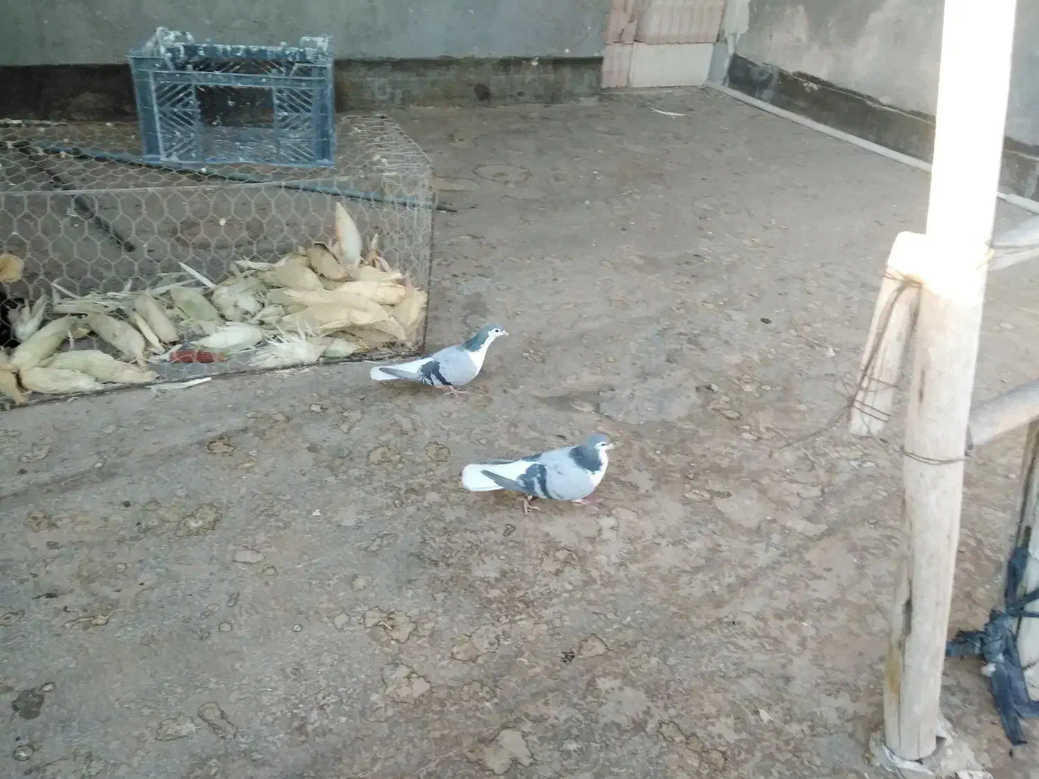 کفتر برشی|پرنده|جلگه رخ, |دیوار