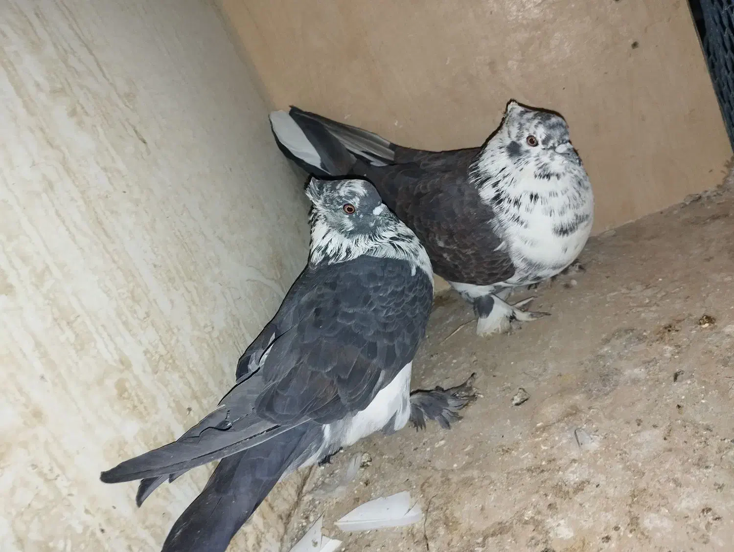 کفتر پرشی پرش سنگین به تظمین|پرنده|آبدانان, |دیوار