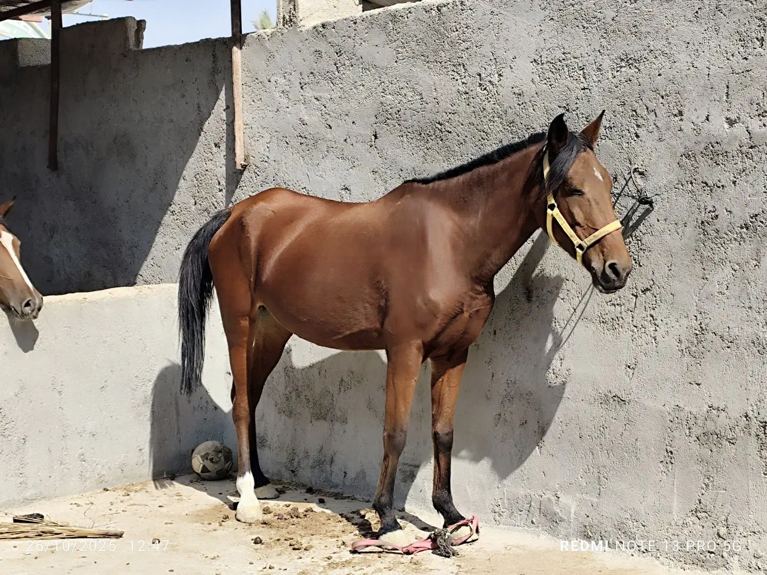 فروش اسب مادیان اصیل کره بند|اسب و تجهیزات اسبسواری|برازجان, |دیوار