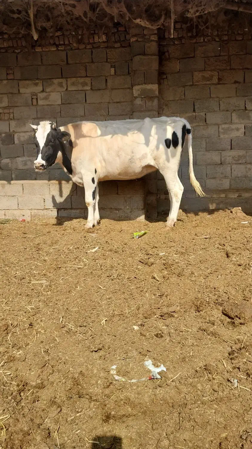 گاوشیری آبستن|حیوانات مزرعه|زابل, |دیوار