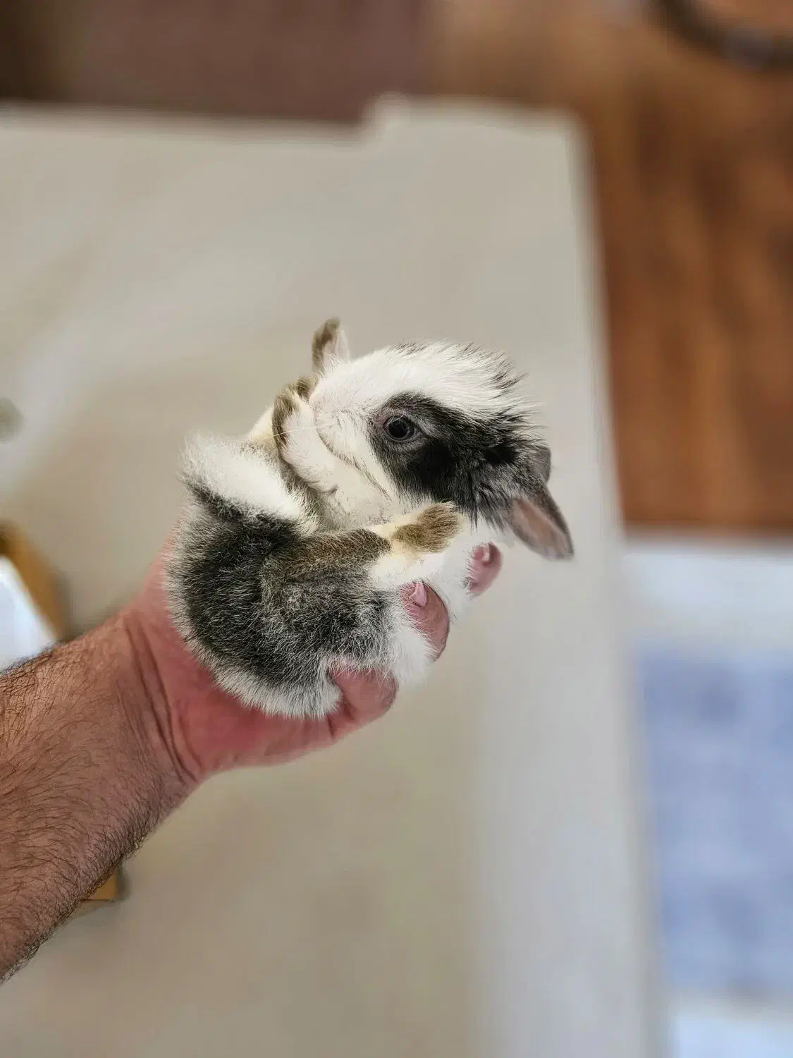 خرگوش کوچولو مینیاتوری|موش و خرگوش|تبریز, |دیوار