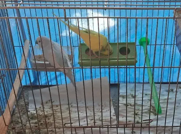 مرغ عشق مولد|پرنده|اصفهان, کوی امام|دیوار