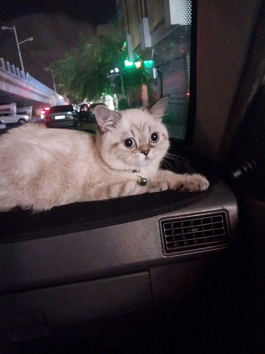 گربه اسکاتیش شش،ماه|گربه|بستان آباد, |دیوار