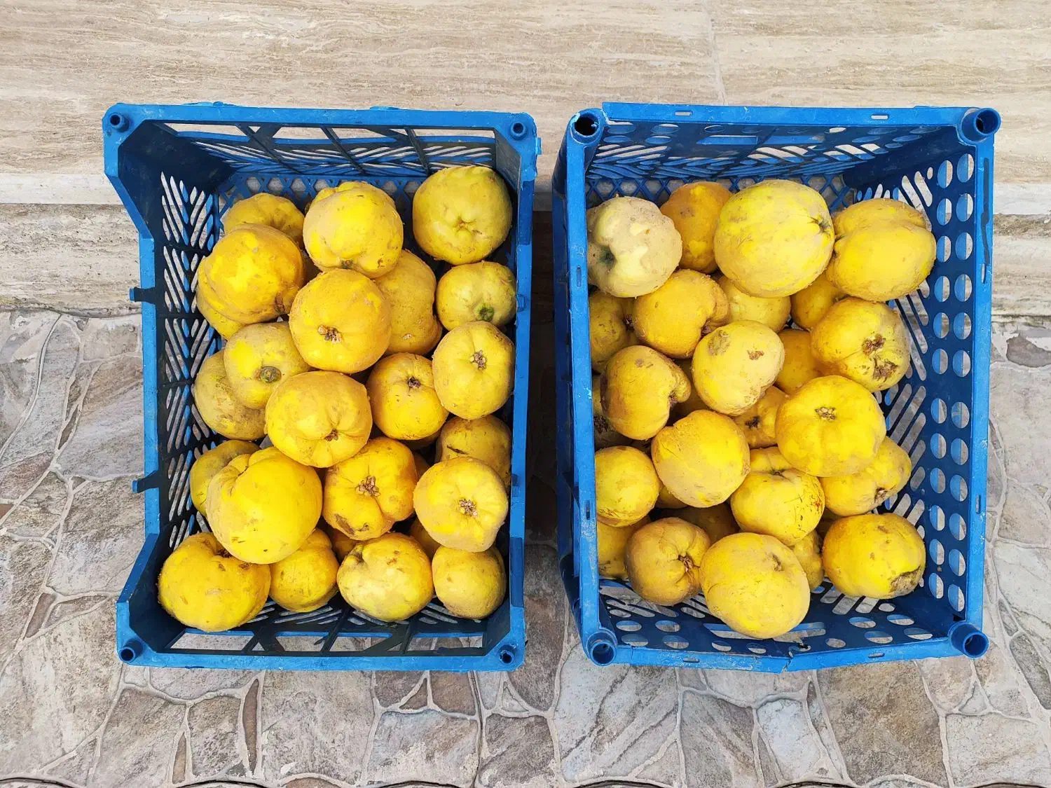 میوه به بومی|خوردنی و آشامیدنی|برخوار, |دیوار