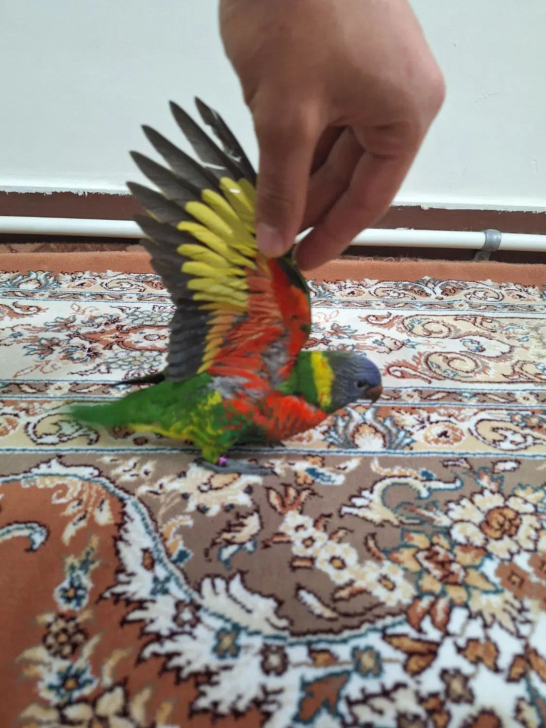 طوطی لوریکیت|پرنده|تهران, باشگاه نفت|دیوار