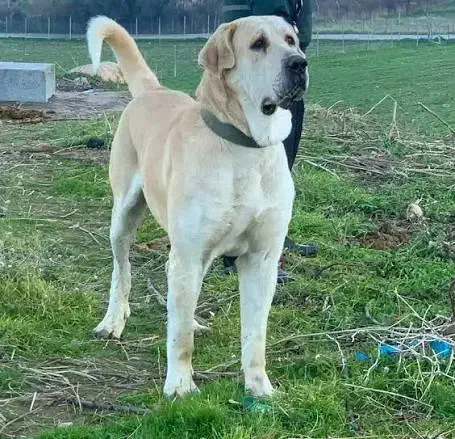 یک جفت سگ پژدر|سگ|ری, فیروزآباد|دیوار