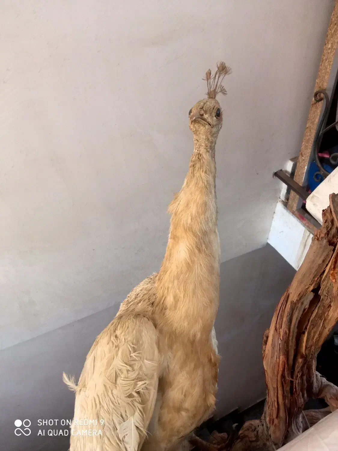 عتیقه وکمیاب|پرنده|مشهد, کوی سیدی|دیوار