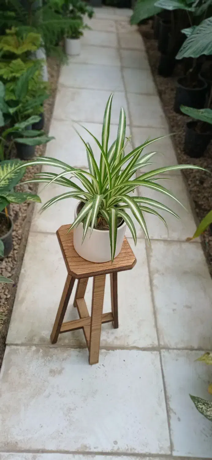 گلهای آپارتمانی گلخونه سوگلی|گل و گیاه طبیعی|بجنورد, |دیوار