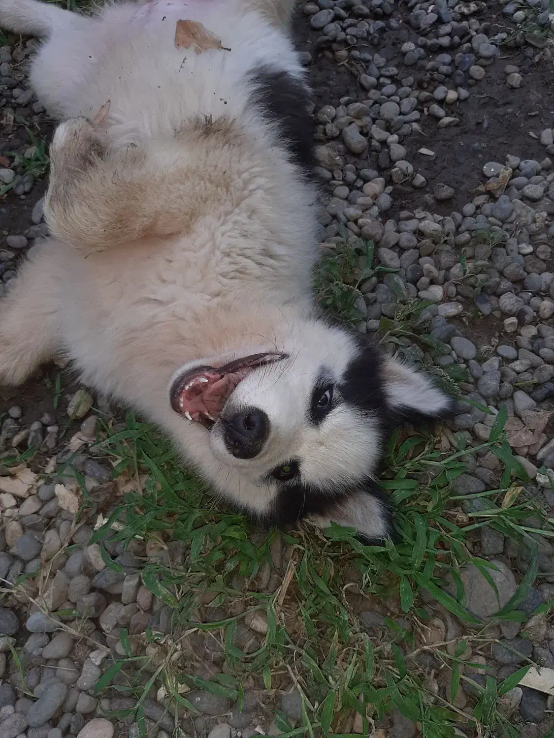 هاسکی ۴ماهه ماده|سگ|رشت, گیل|دیوار