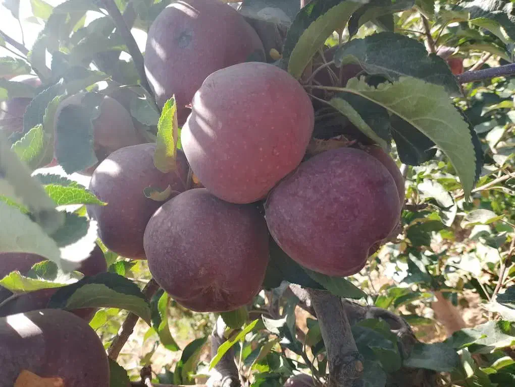 نهال سیب پایه خارجی (مالینگ)|خدمات باغبانی و درختکاری|اشنویه, |دیوار