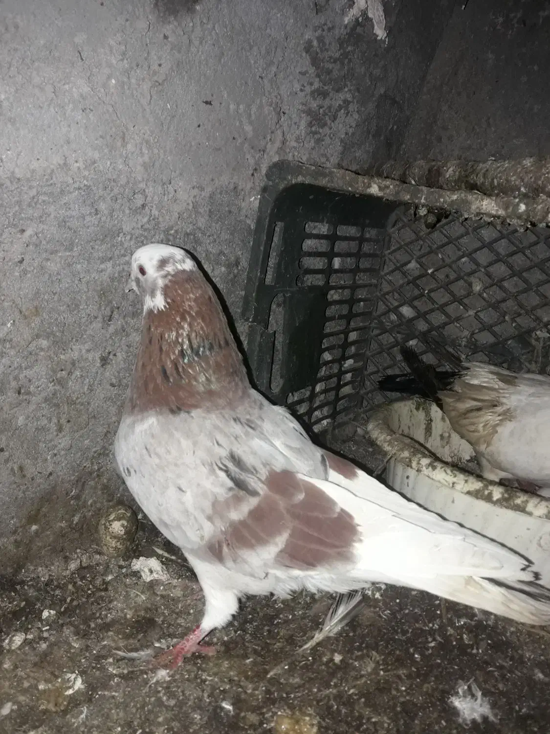 کبوتر‌|پرنده|مشگین شهر, |دیوار