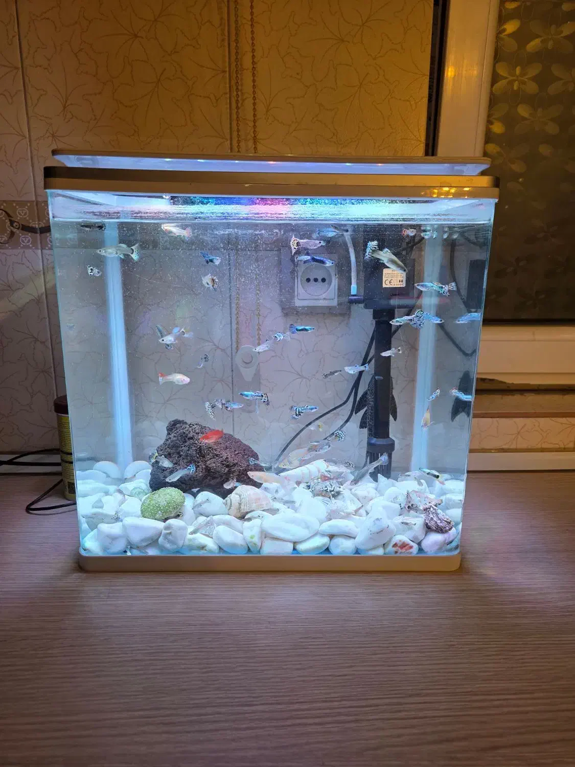 اکواریوم|ماهی|ری, دولت‌آباد|دیوار