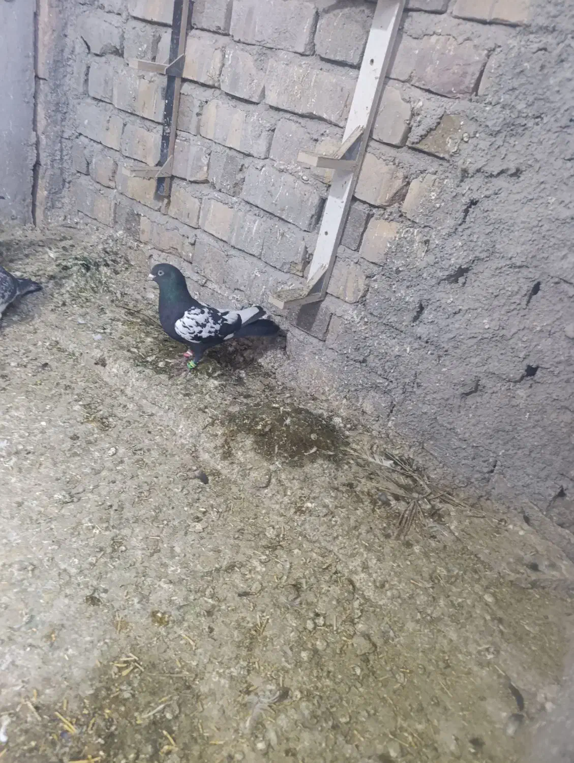 کفتر سینه سیاه|حیوانات|رفسنجان, |دیوار