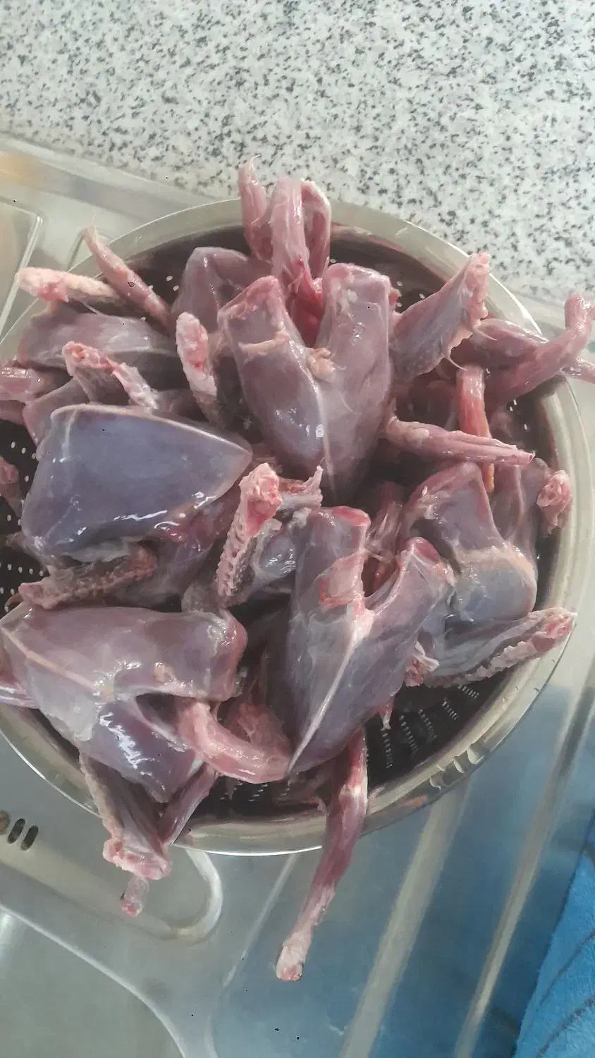 کبوتر کشتنی تمیز شده|پرنده|خمینی‌شهر, |دیوار