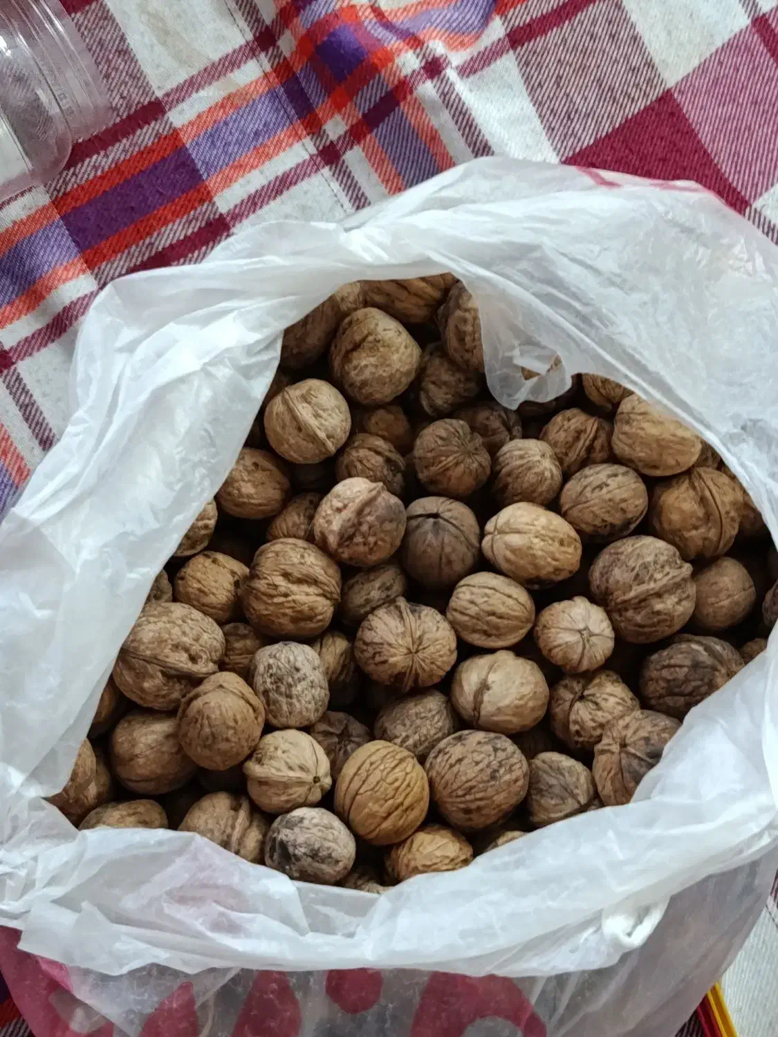 گردوی شیروان|خوردنی و آشامیدنی|مشهد, کوی المهدی|دیوار