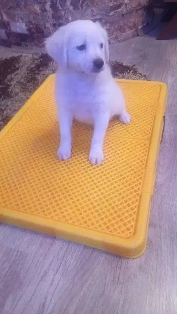 واگذاری میکس اشپیتز واکسن زده شناسنامه|سگ|لاهیجان, شهید آوینی|دیوار