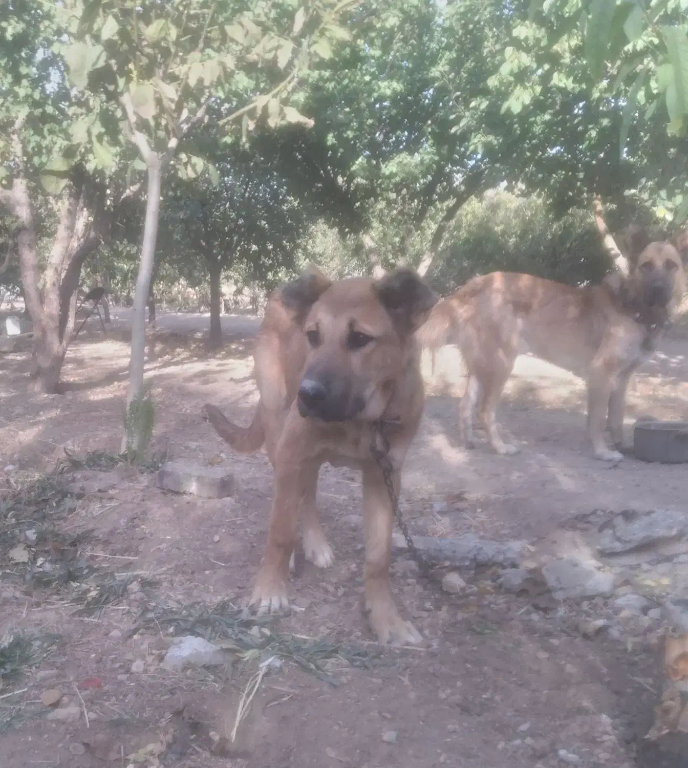 توله سگ سراب|سگ|شازند, |دیوار