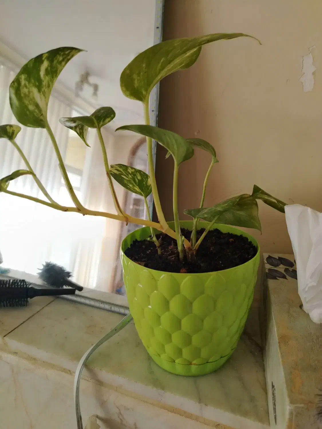 گل لوبیا (پتوس)|گل و گیاه طبیعی|نجفآباد, امام خمینی|دیوار