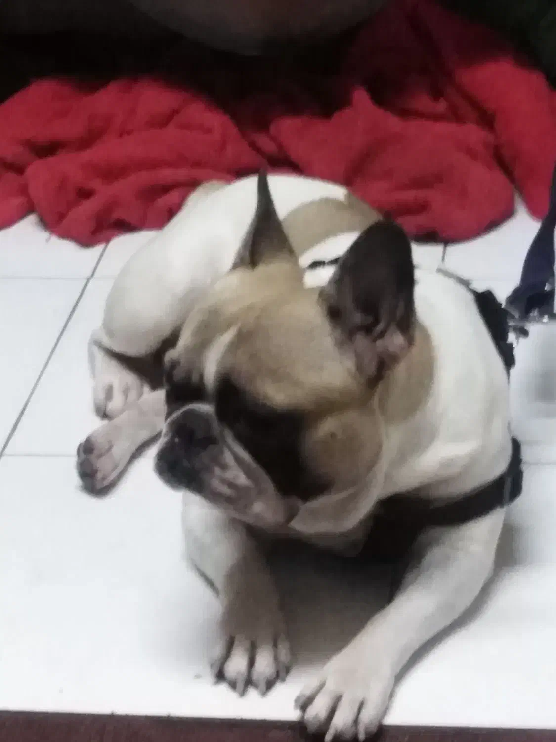 سگ وارداتی اصیل نژاد فرنچ بولداگ|سگ|پردیس, فاز ۵|دیوار