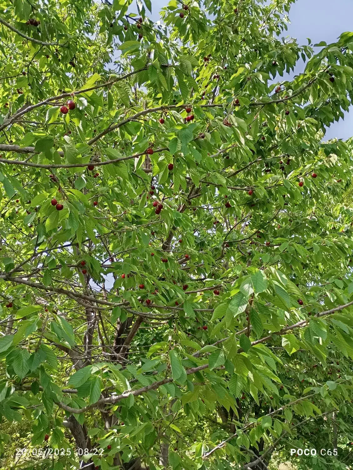 زمین و باغ|فروش دفتر صنعتی، کشاورزی، تجاری|اسفراین, |دیوار