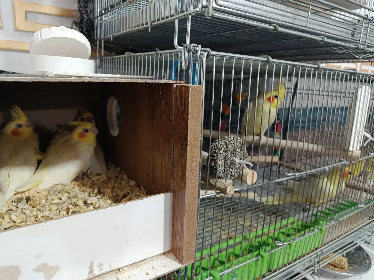 عروس هلندی  و کلوته برزیلی|پرنده|سراوان, |دیوار