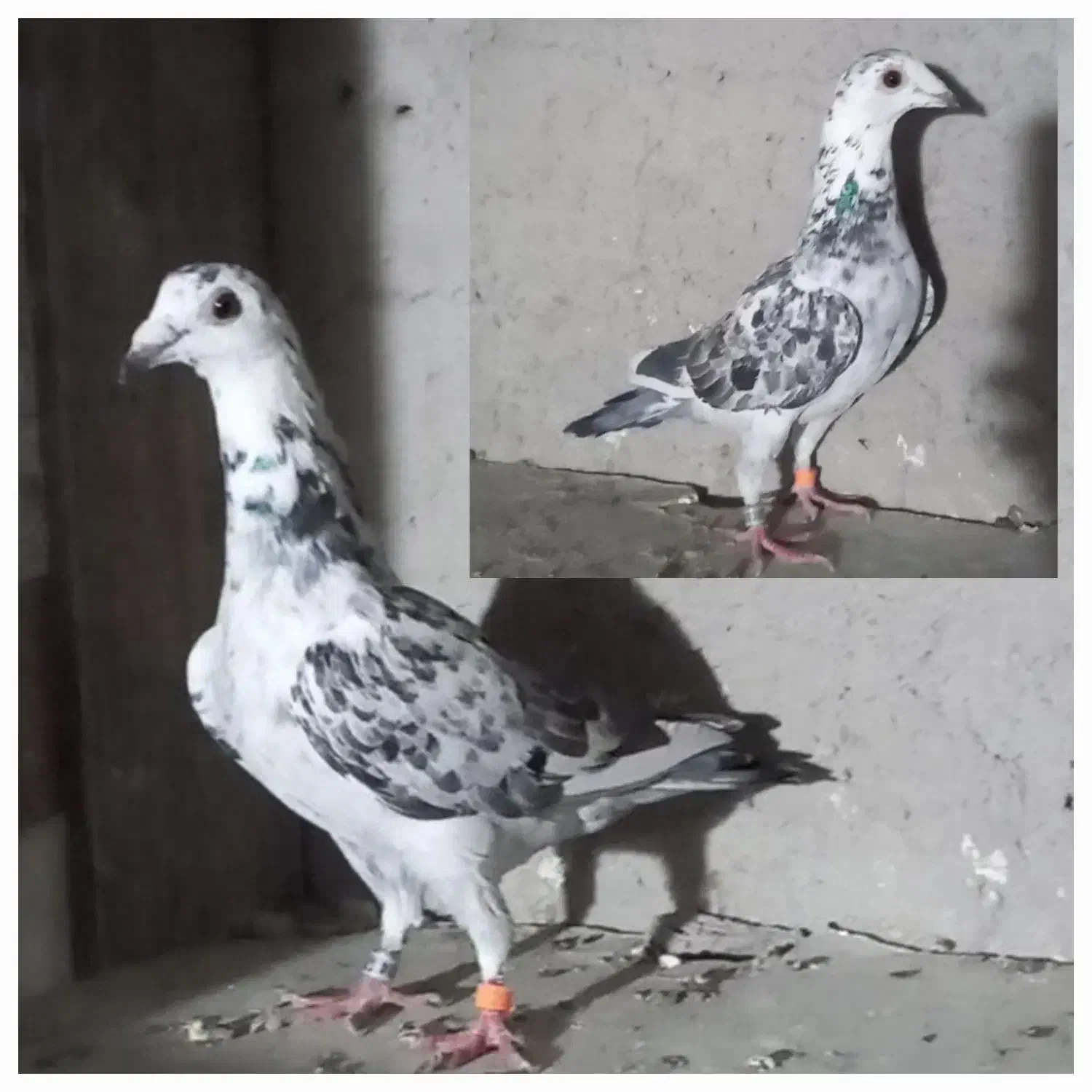 ماده سار|پرنده|بافت, |دیوار