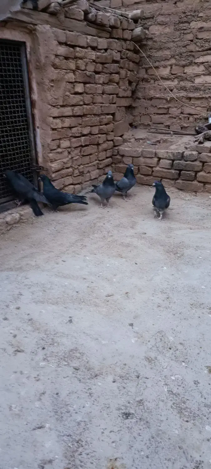 کبوتر پر|پرنده|فرخشهر, |دیوار