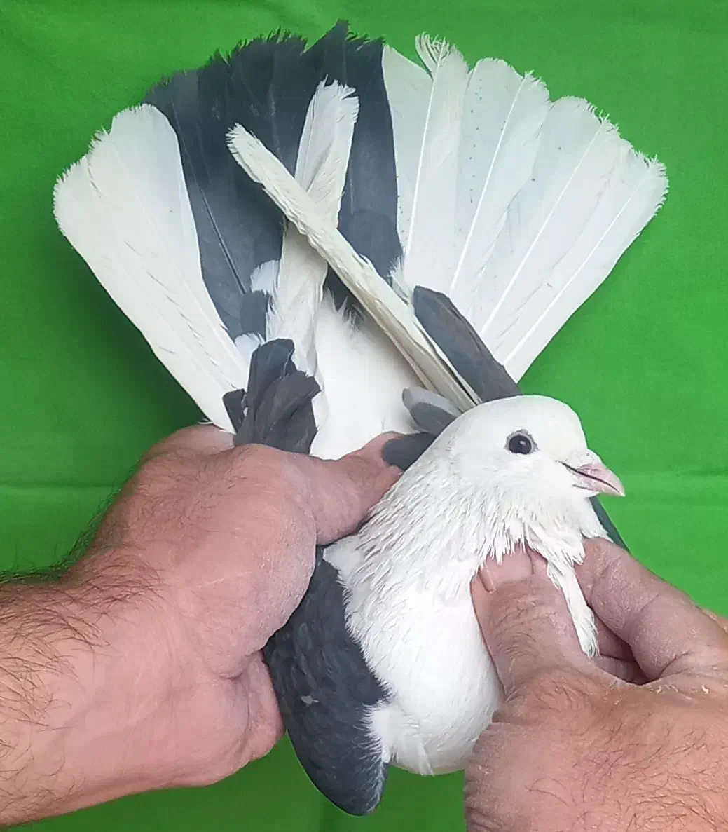 ۸تا ابلغ فقط یکجا|پرنده|تهران, مولوی|دیوار