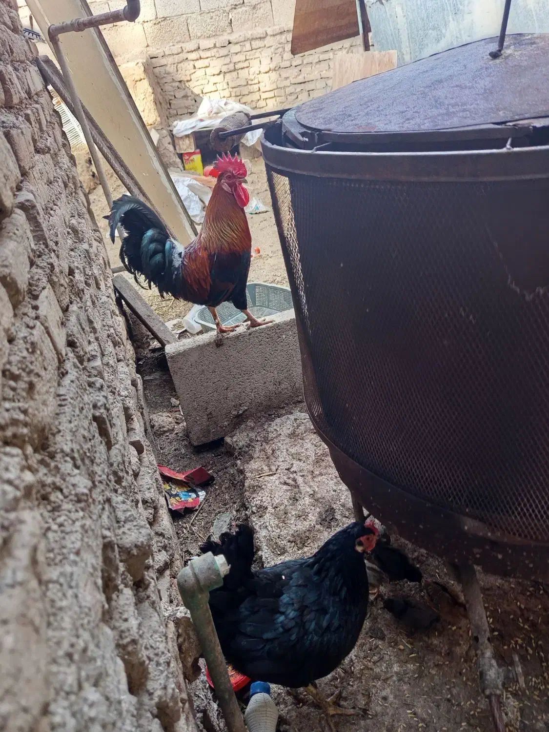 150000تومان|حیوانات مزرعه|سوسنگرد, |دیوار