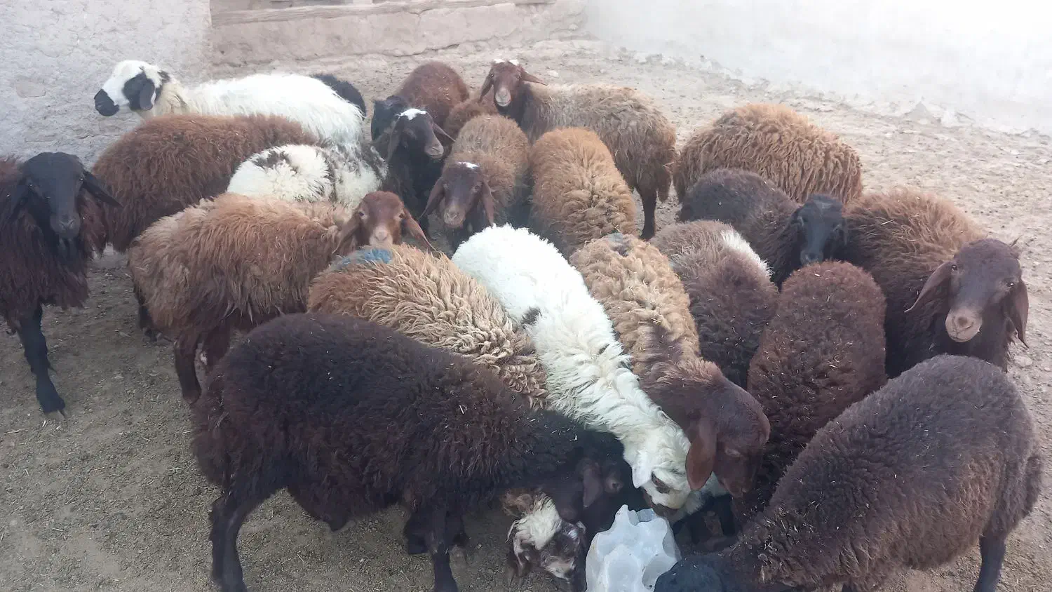 بره نر و ماده|حیوانات مزرعه|مهاجران, |دیوار