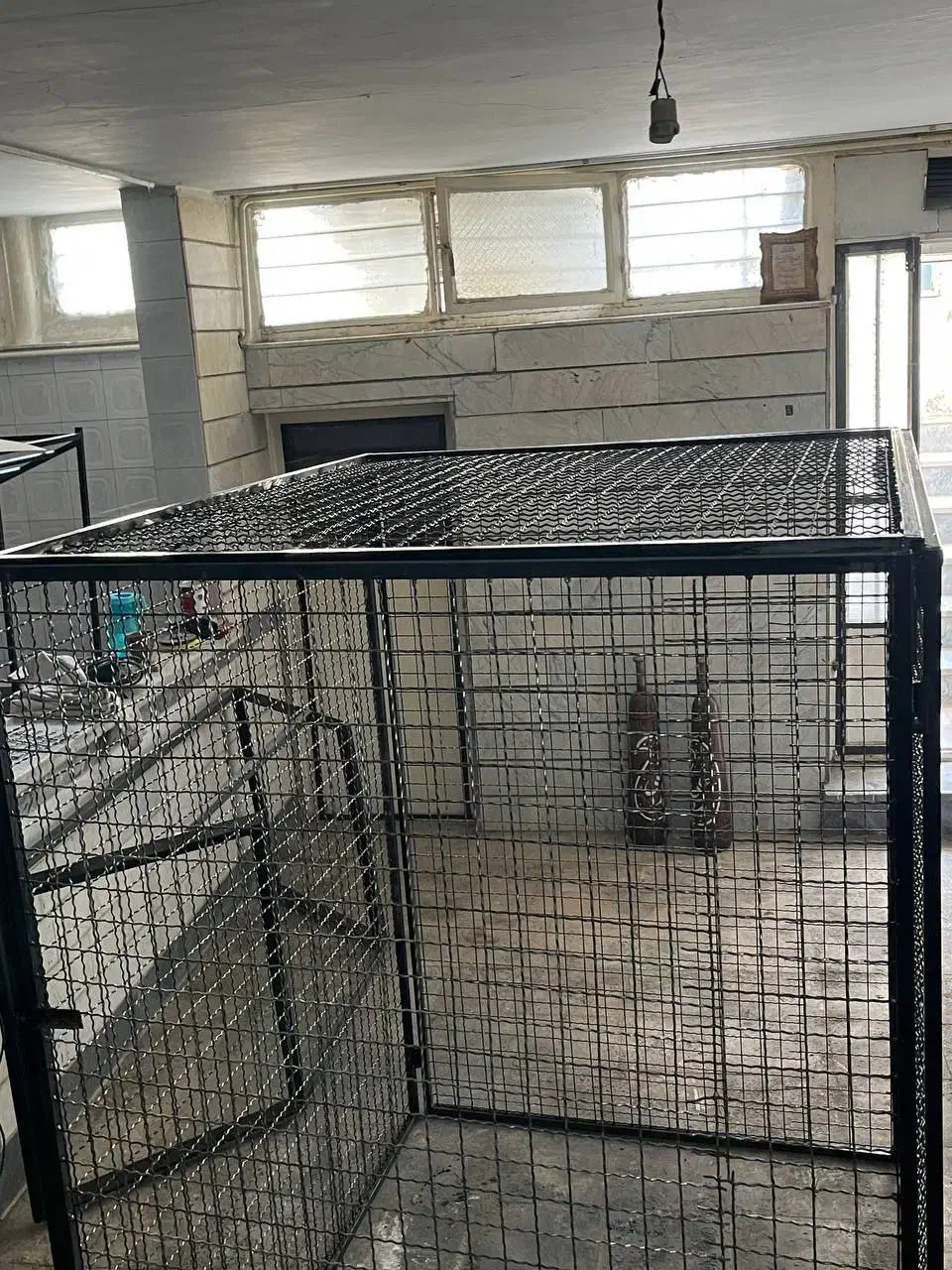 کفتر گنجه|لوازم جانبی حیوانات|رباطکریم, رباطکریم|دیوار