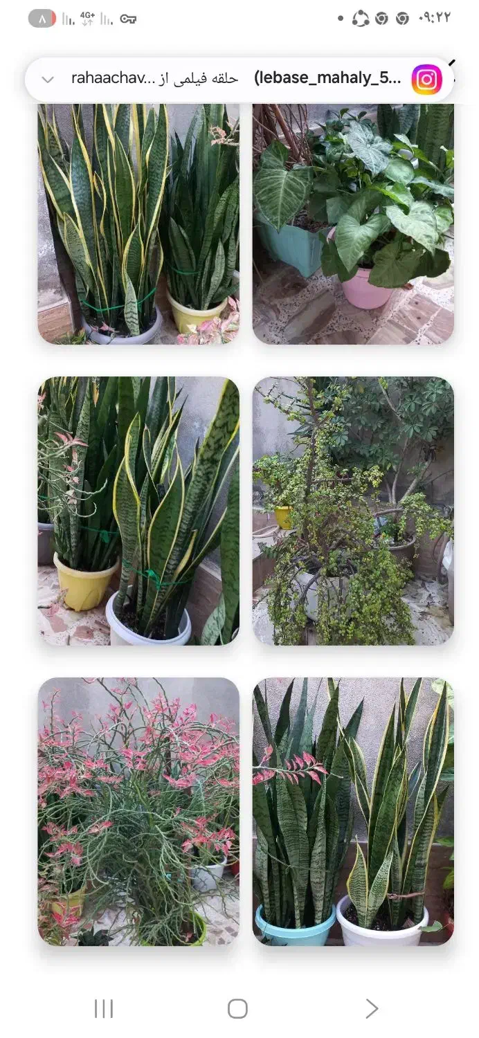 فروش کلی گلها|گل و گیاه طبیعی|رشت, پیرکلاچای|دیوار